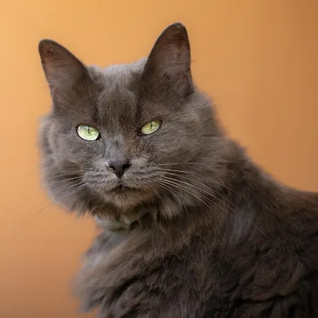 Via Dei Gerani Solanas