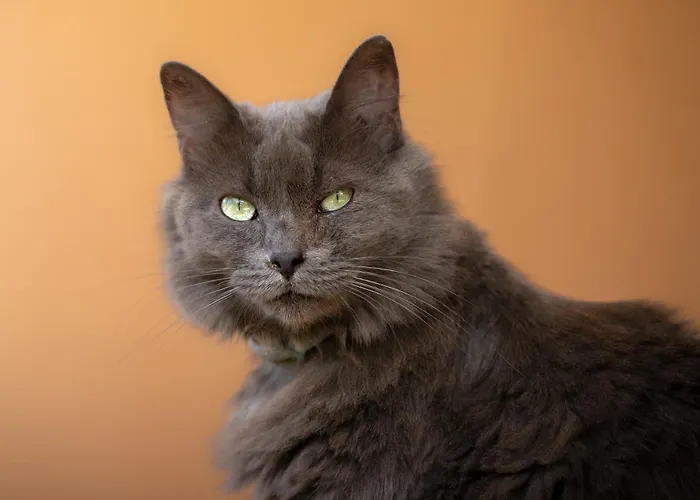 Via Dei Gerani Solanas (Cagliari)